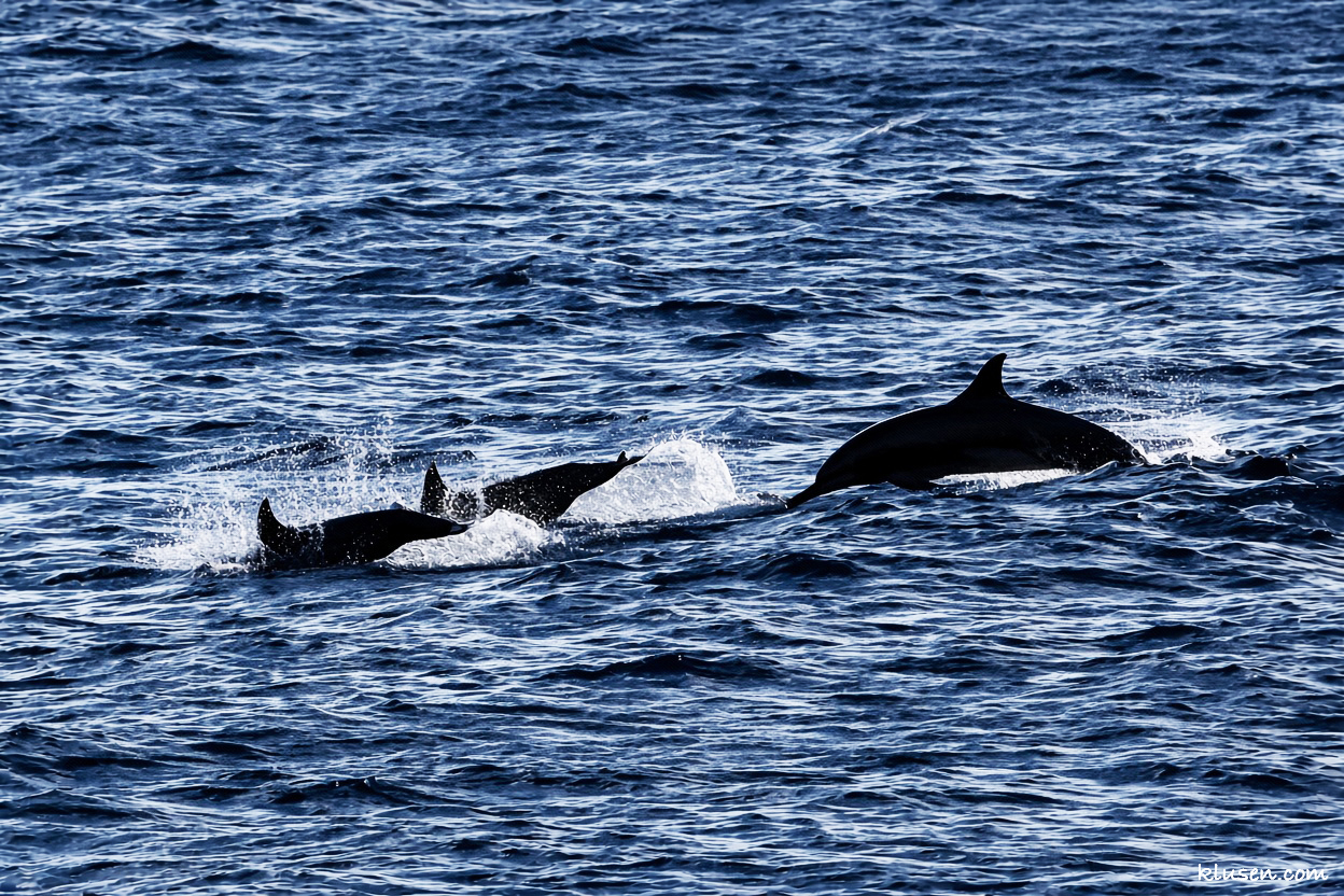 A dolphin family swims by.