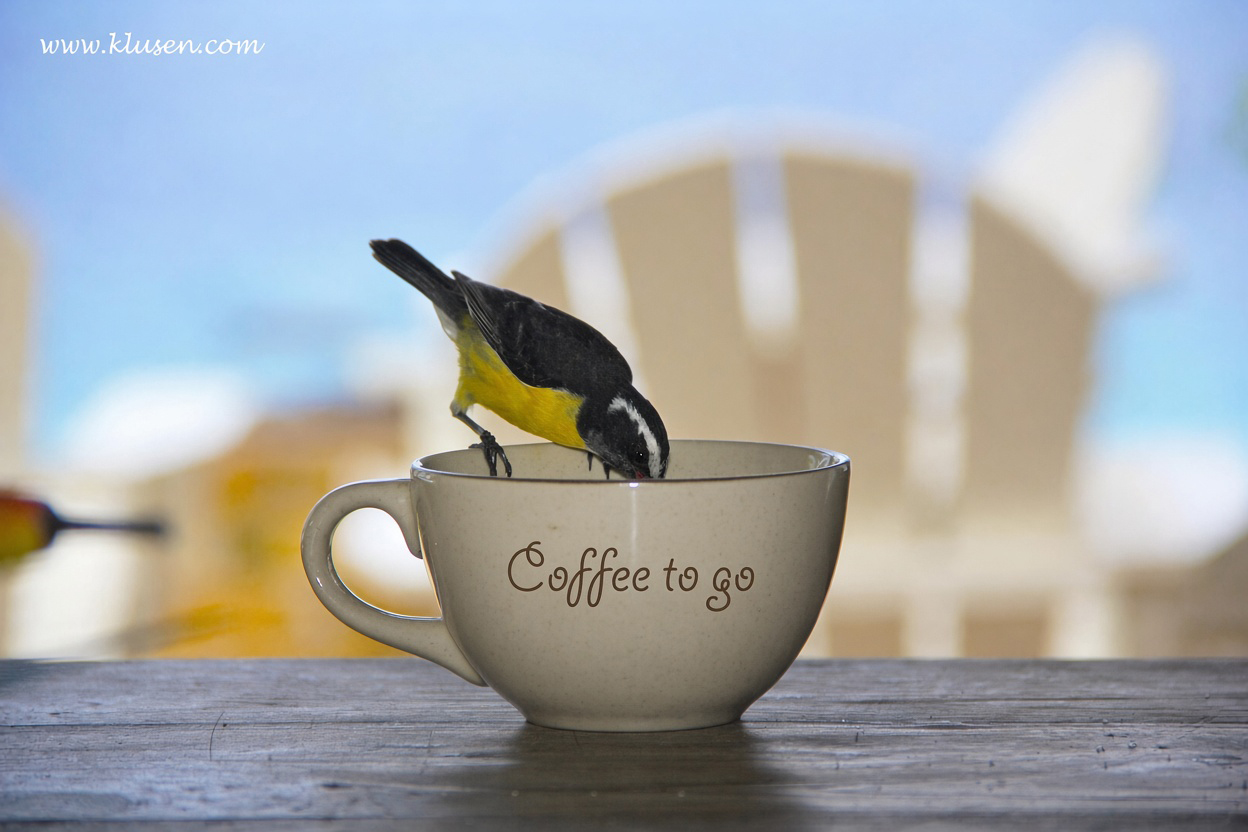 Bird drinking from a coffee cup