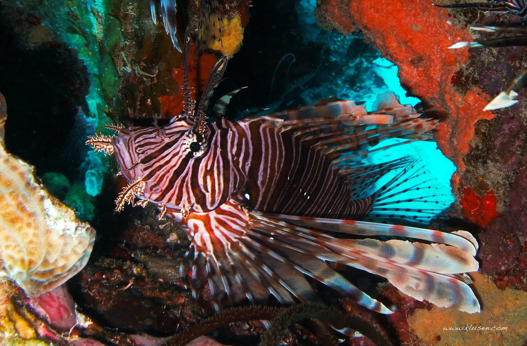 A lionfish in his hole