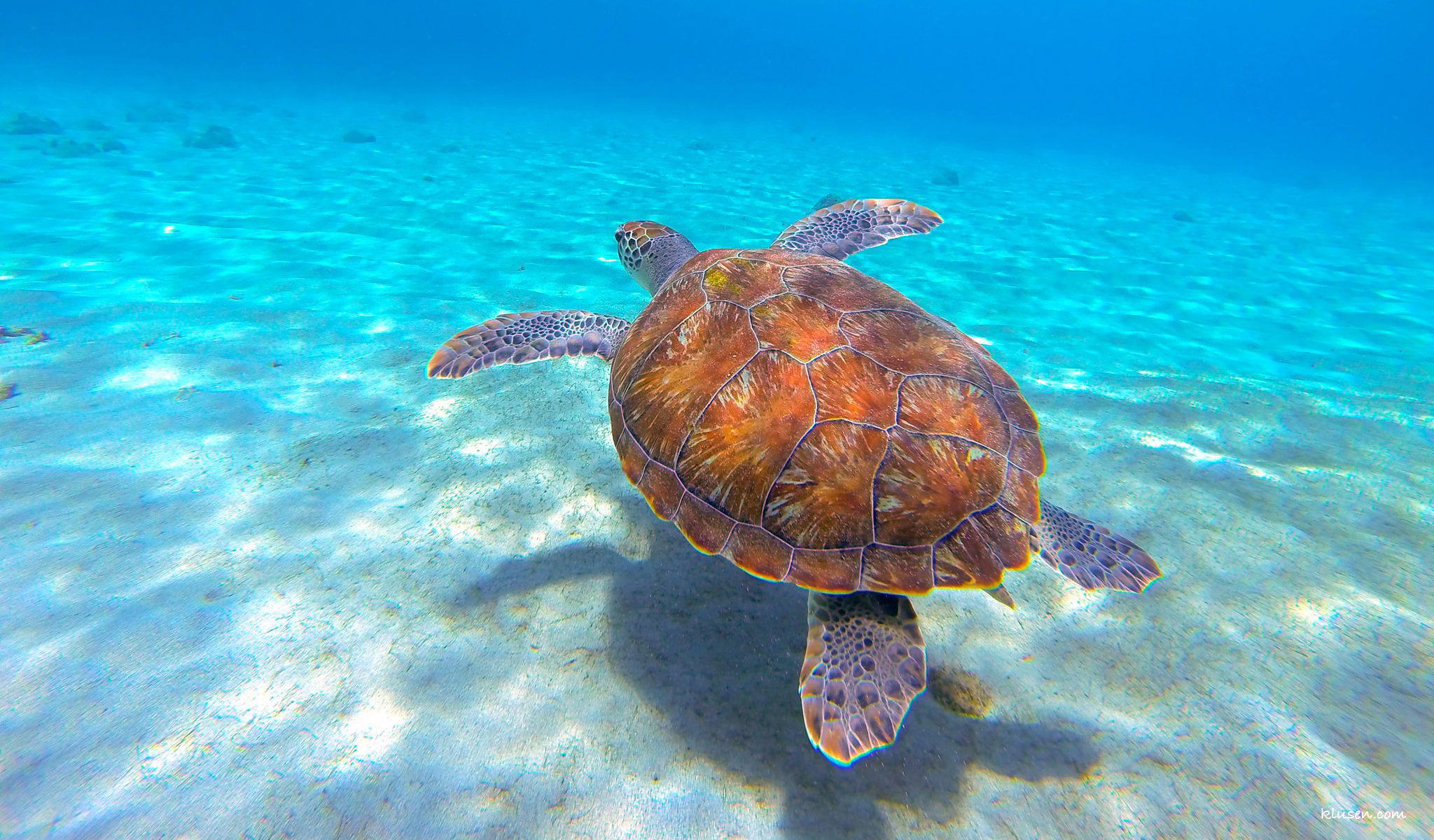 Underwater turtle flying through the sea